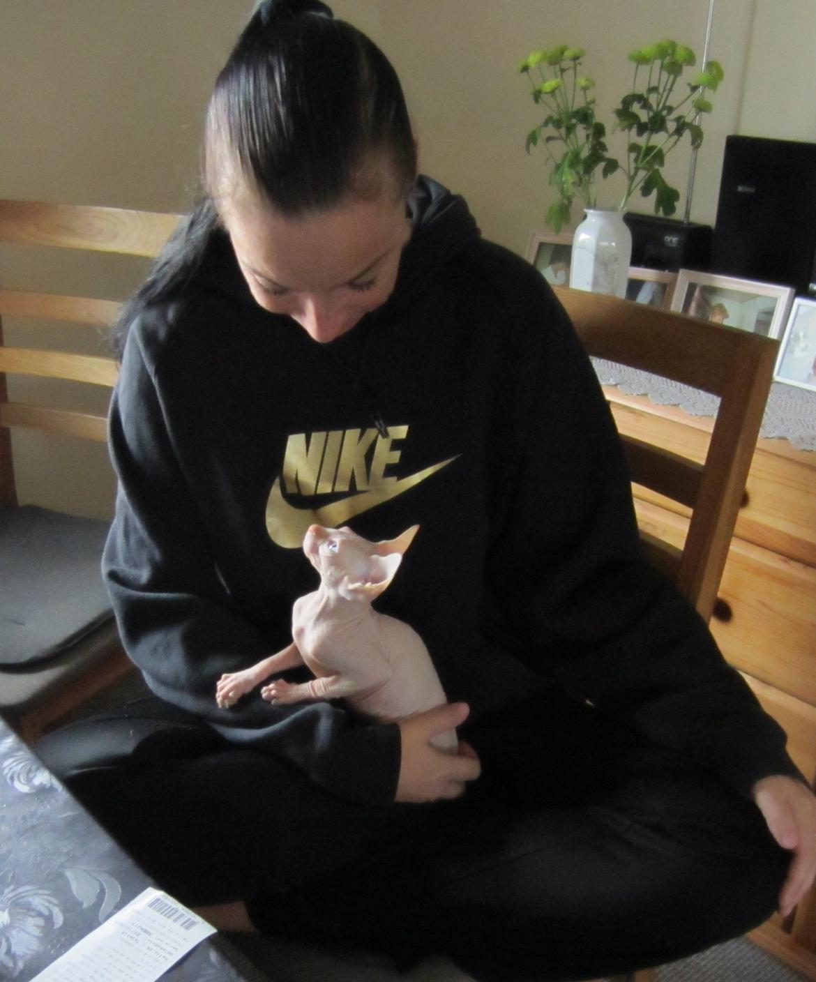 Sphynx Aslan billede 2