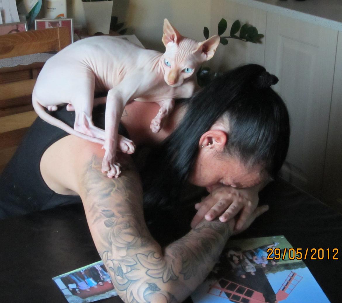 Sphynx Aslan billede 18