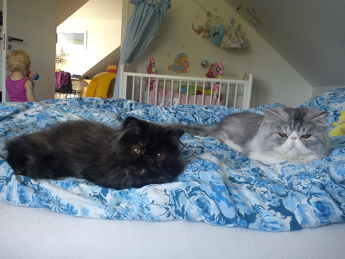 Perser Mejlvang's Gabriell - Jo jo vi skal nok blive venner billede 4