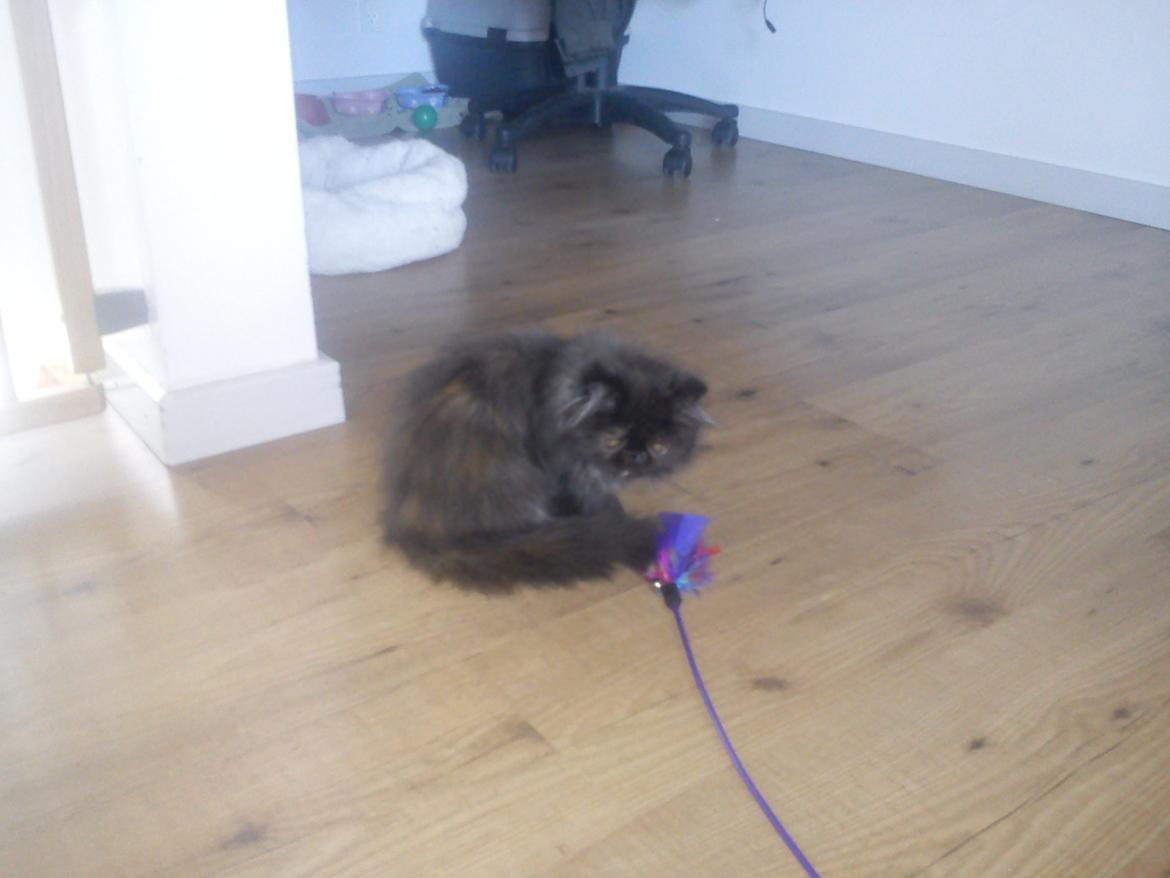 Perser Mejlvang's Gabriell billede 5