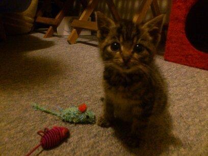 Huskat kiwi billede 2