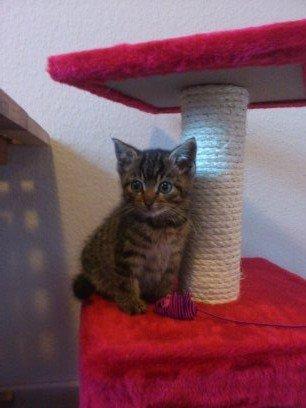 Huskat kiwi billede 3