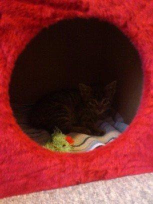 Huskat kiwi billede 4