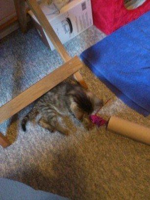 Huskat kiwi billede 5