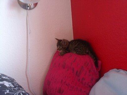 Huskat kiwi billede 6