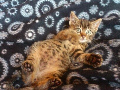 Huskat kiwi billede 7