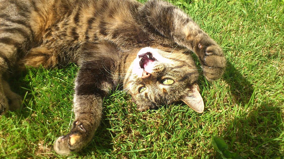 Blanding af racer Fifi billede 3