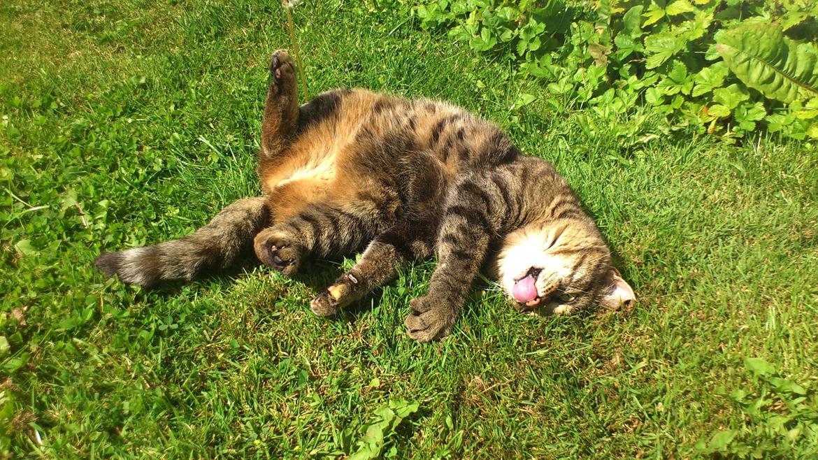 Blanding af racer Fifi billede 4