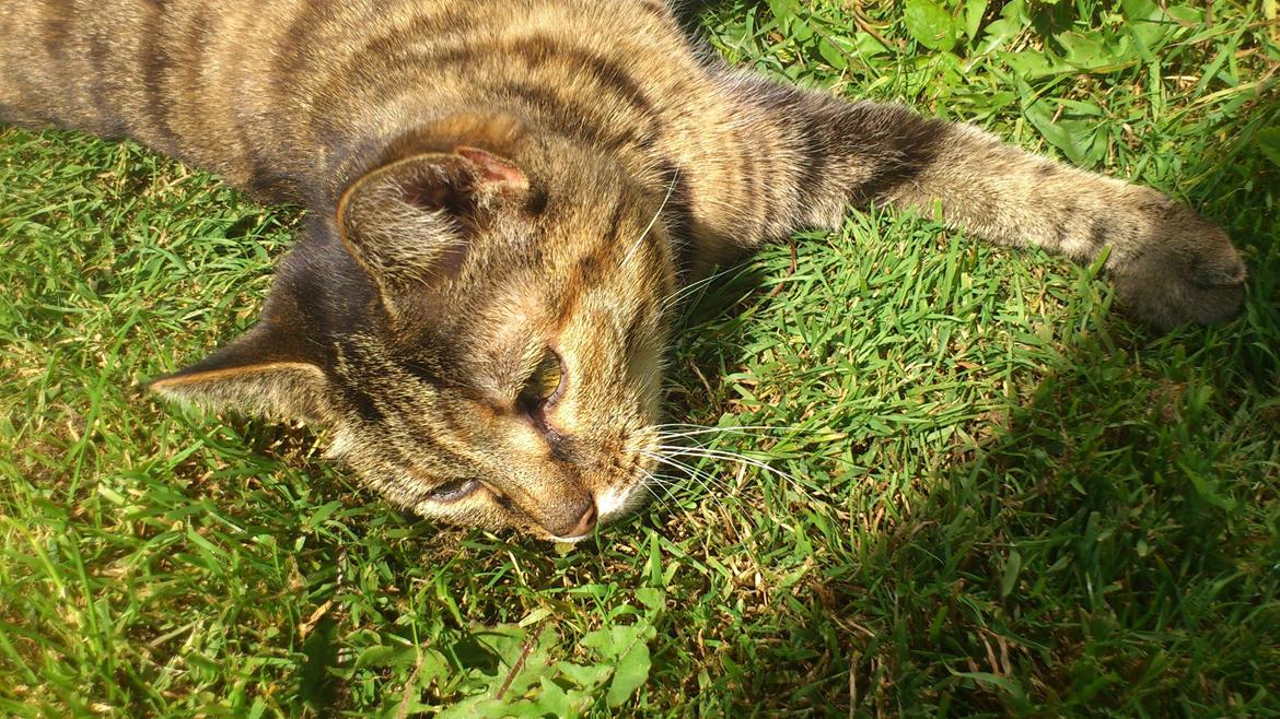 Blanding af racer Fifi billede 5