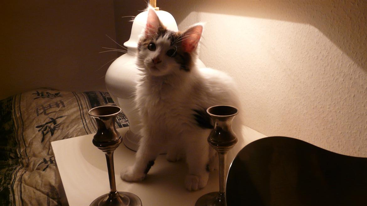 Maine Coon Tais billede 9