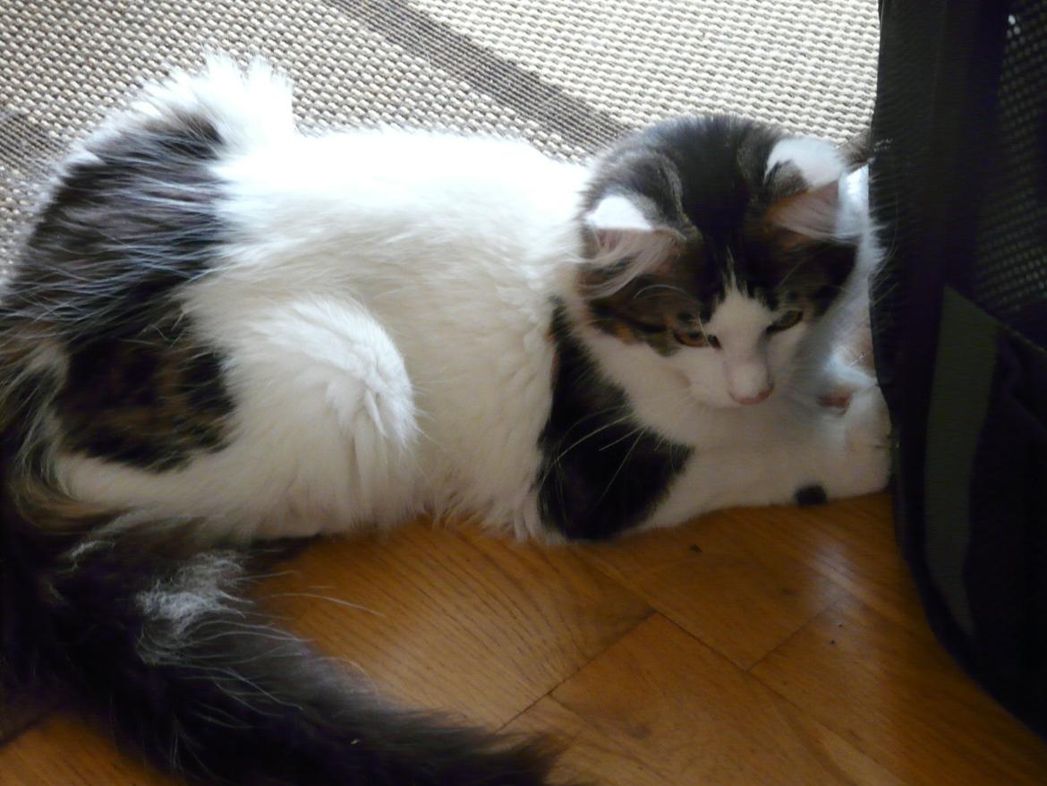 Maine Coon Tais billede 5