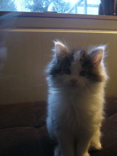 Maine Coon Tais billede 11