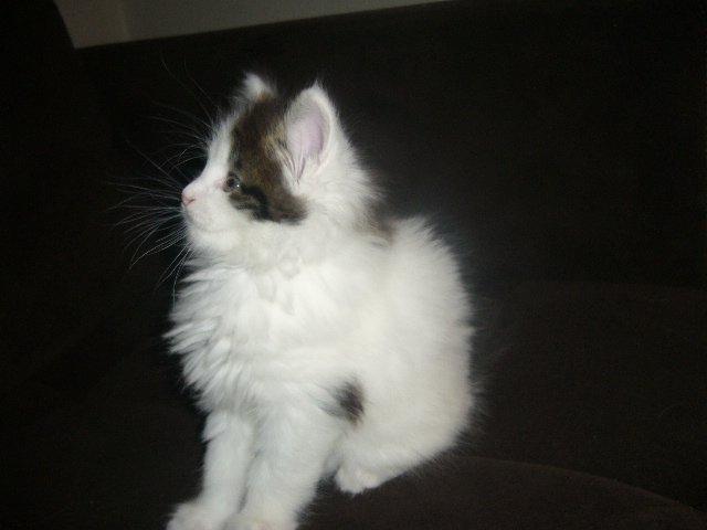 Maine Coon Tais billede 12