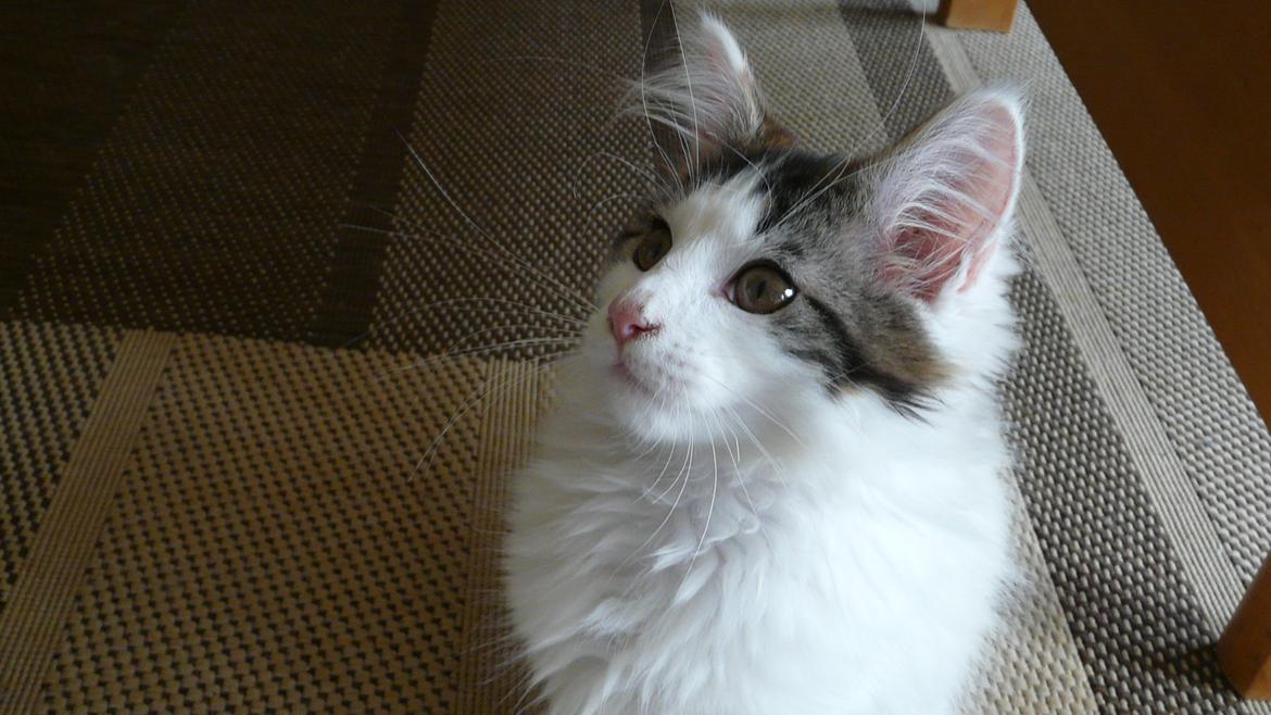 Maine Coon Tais billede 8