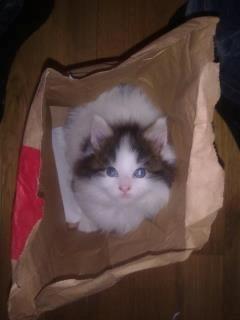 Maine Coon Tais billede 13