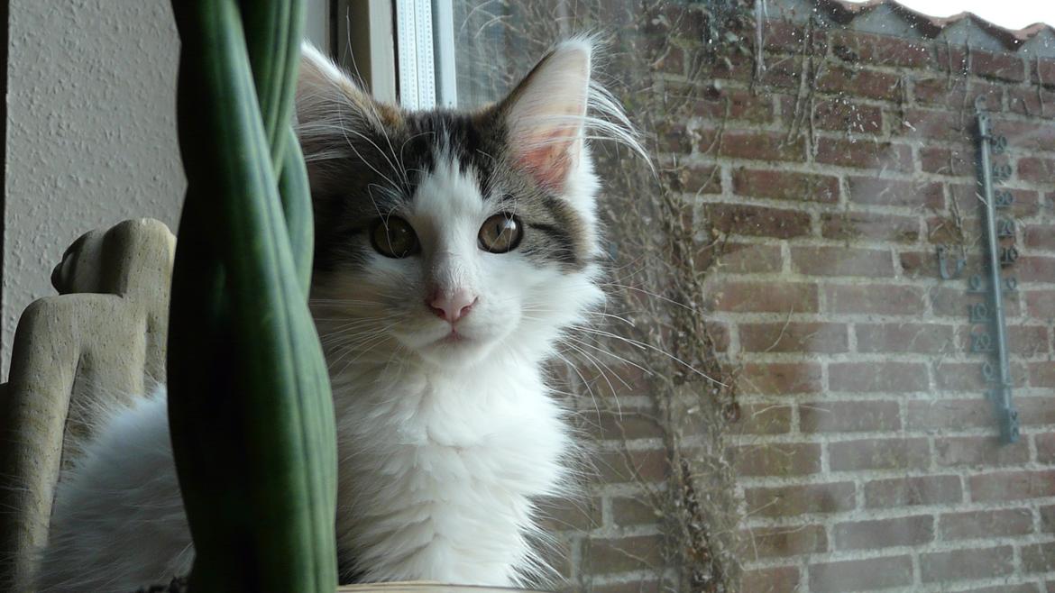 Maine Coon Tais billede 6