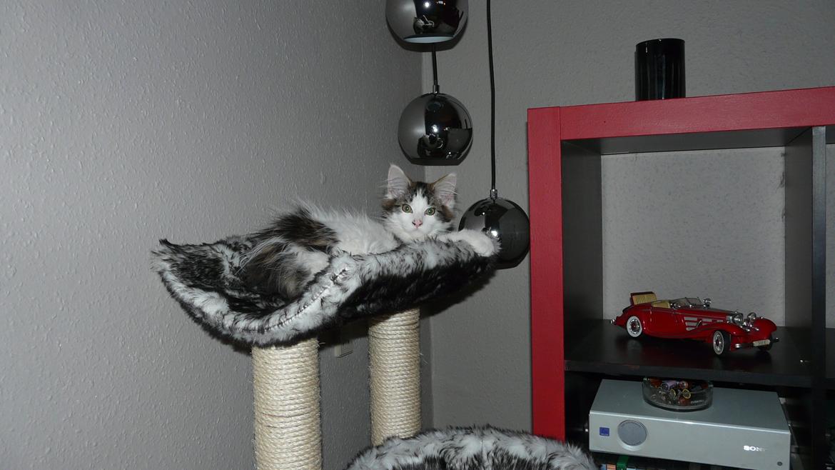 Maine Coon Tais billede 7