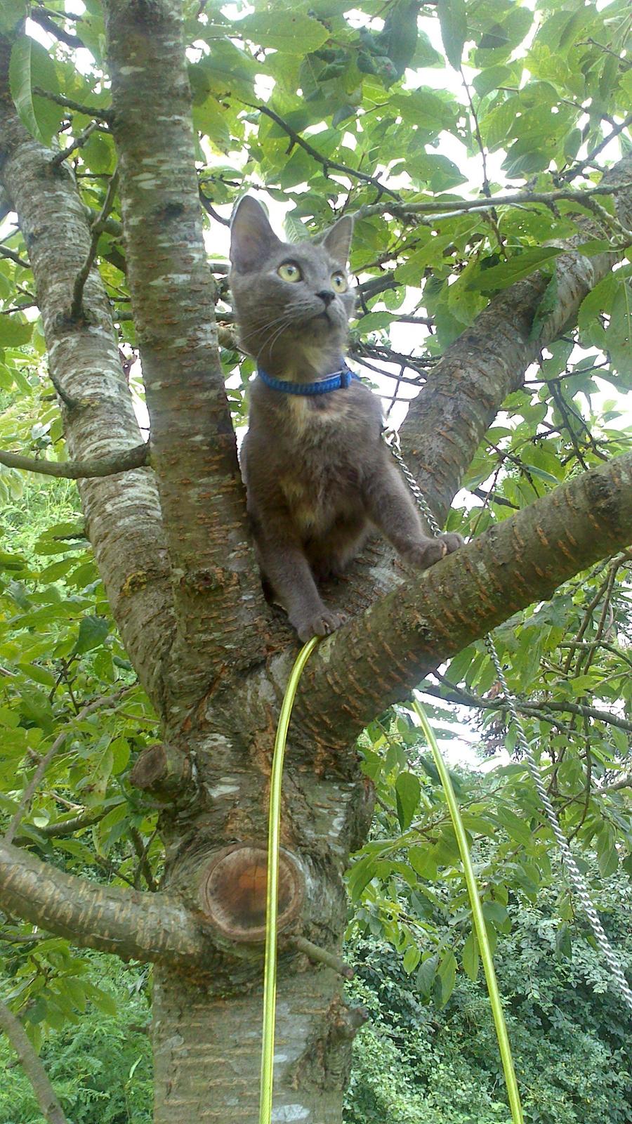 Blanding af racer lille fizzen billede 7