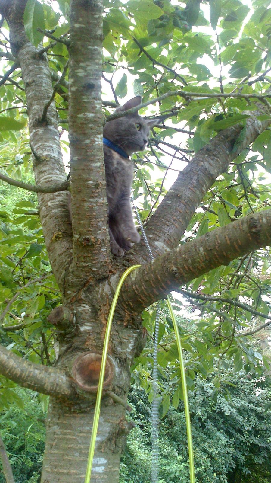 Blanding af racer lille fizzen billede 8