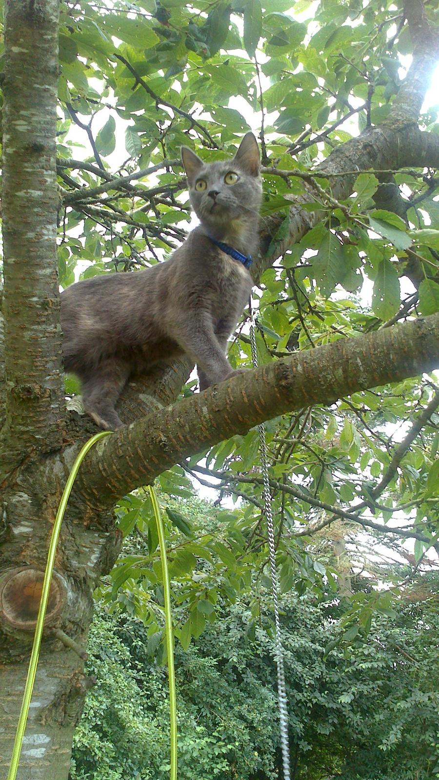 Blanding af racer lille fizzen billede 9