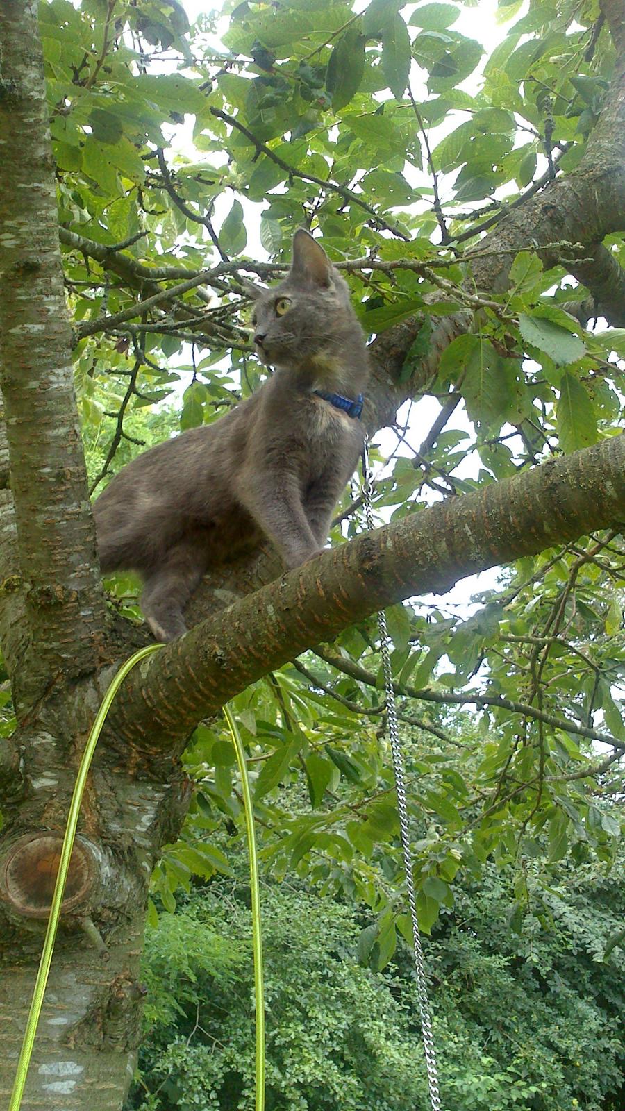 Blanding af racer lille fizzen billede 10