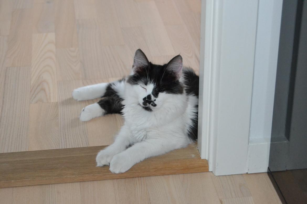 Kurilean Bobtail Dk Silky Catz Cirque du Soleil billede 10