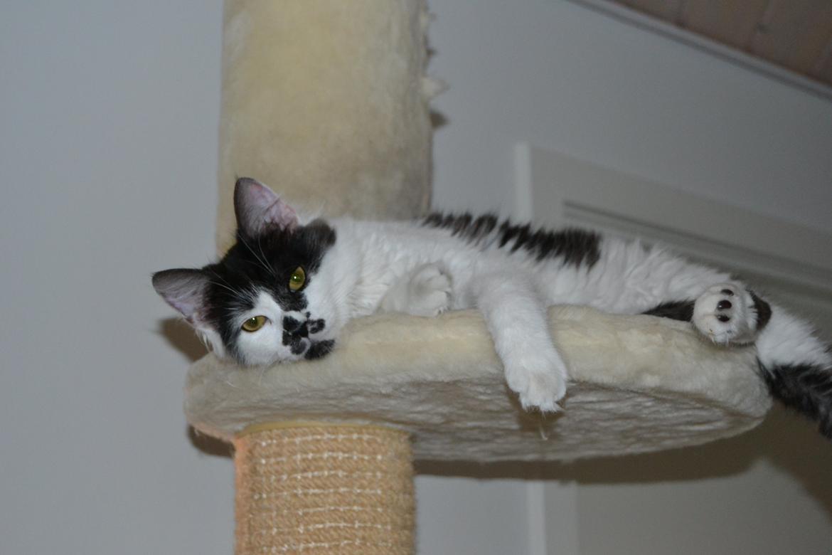 Kurilean Bobtail Dk Silky Catz Cirque du Soleil billede 11