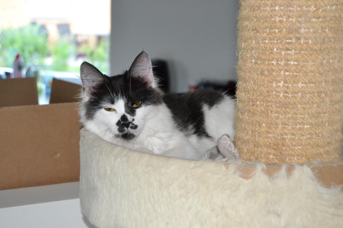 Kurilean Bobtail Dk Silky Catz Cirque du Soleil billede 12