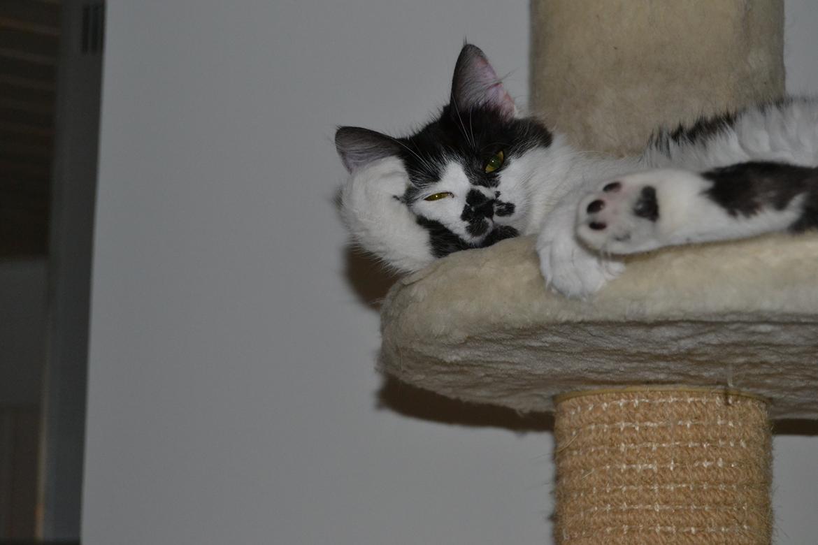 Kurilean Bobtail Dk Silky Catz Cirque du Soleil billede 13