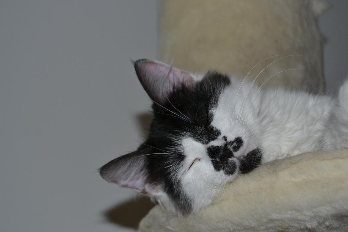 Kurilean Bobtail Dk Silky Catz Cirque du Soleil billede 14