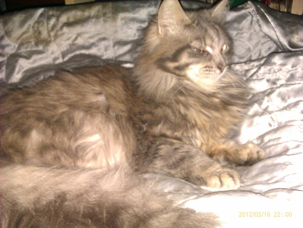 Blanding af racer Leo billede 1