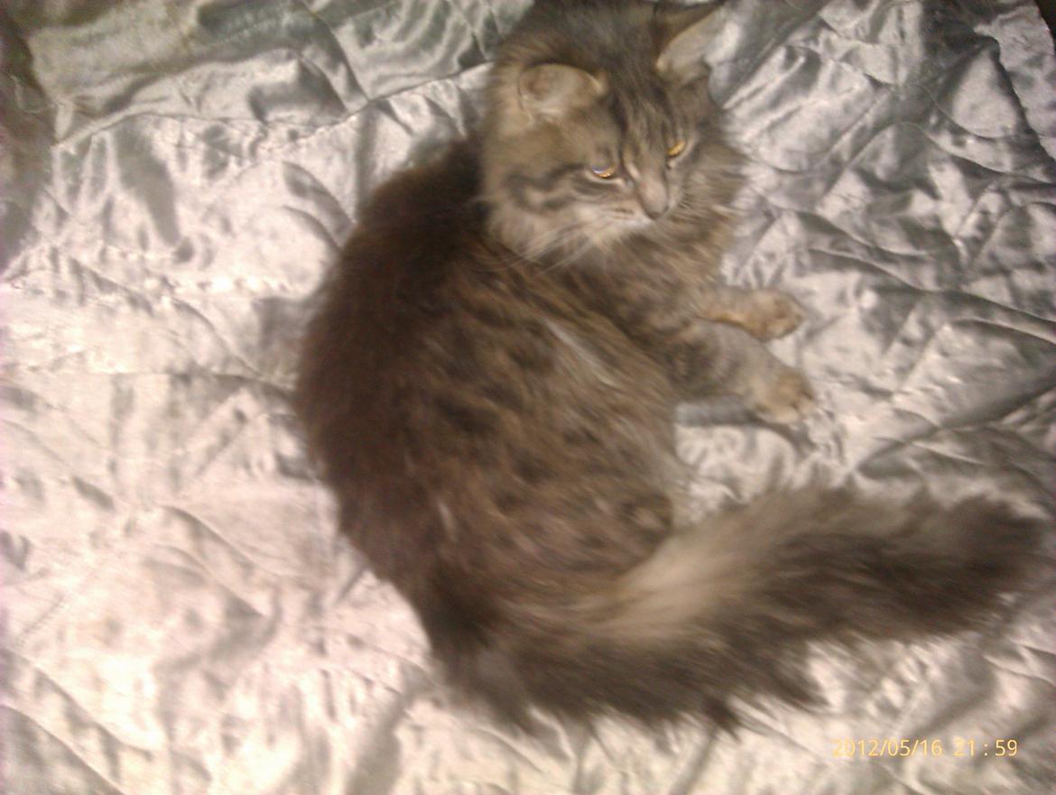 Blanding af racer Leo billede 2