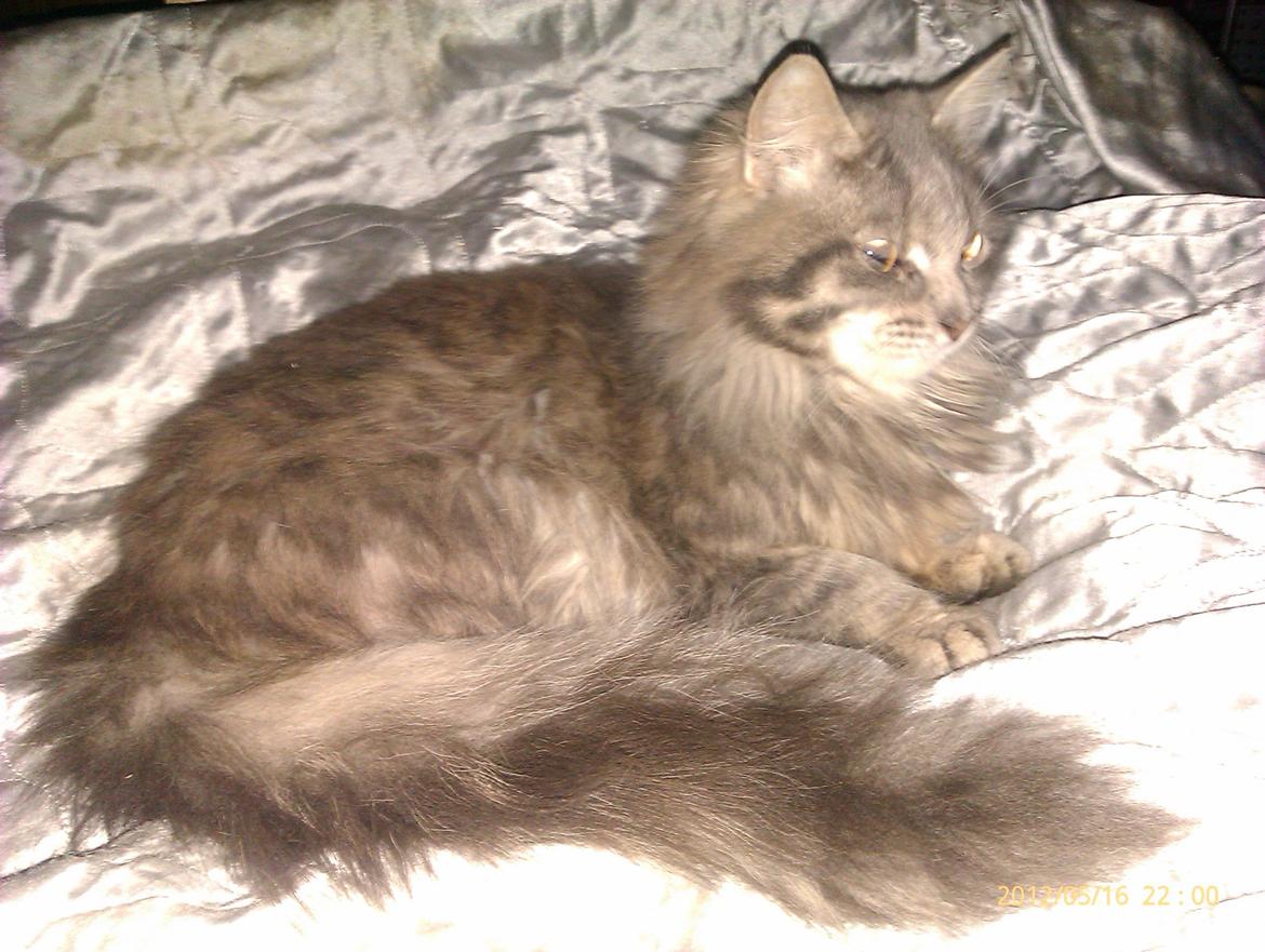 Blanding af racer Leo billede 3