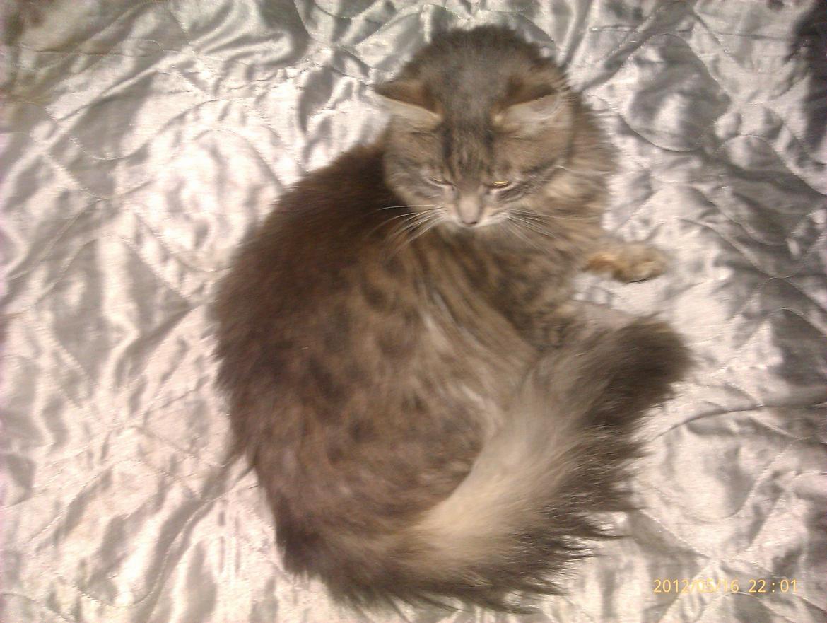 Blanding af racer Leo billede 4