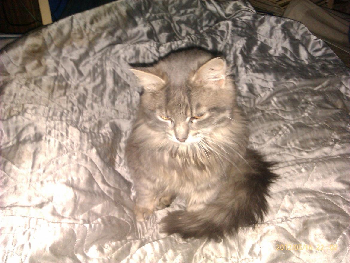 Blanding af racer Leo billede 5