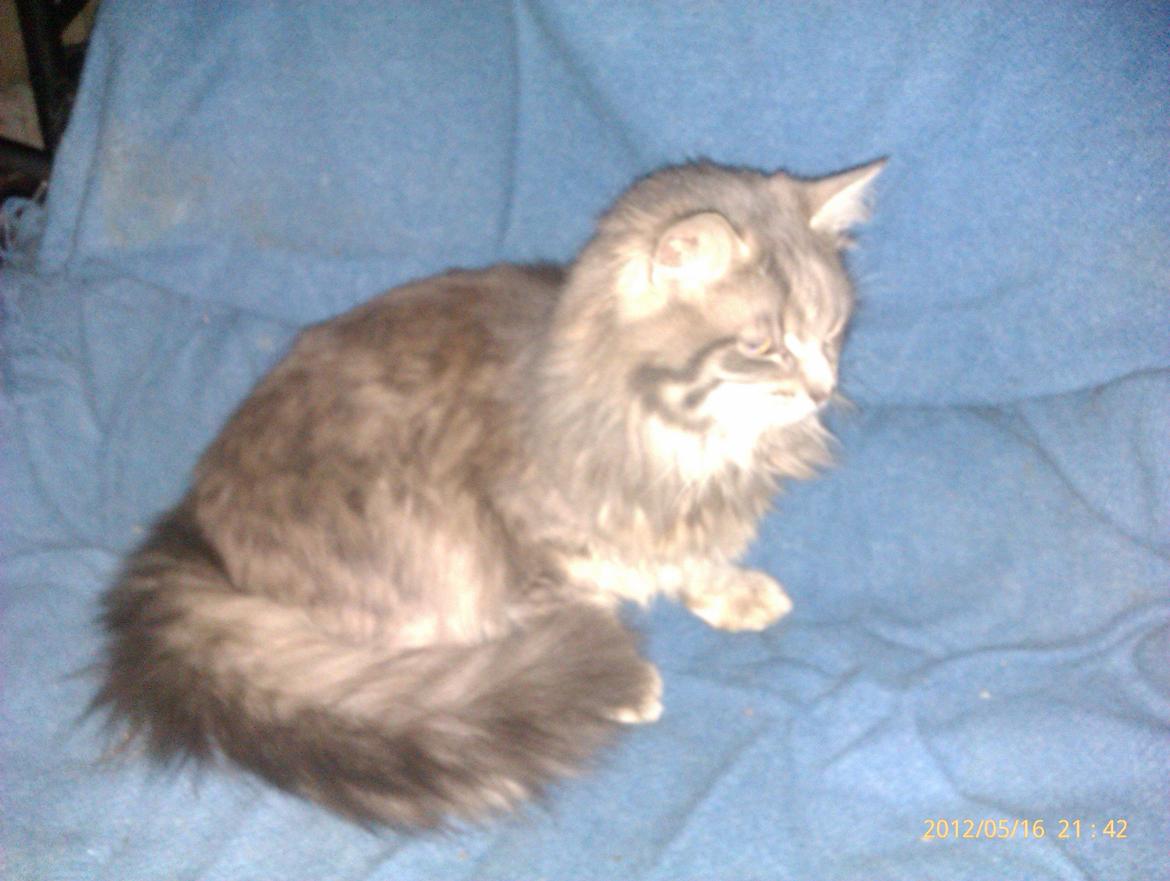 Blanding af racer Leo billede 6