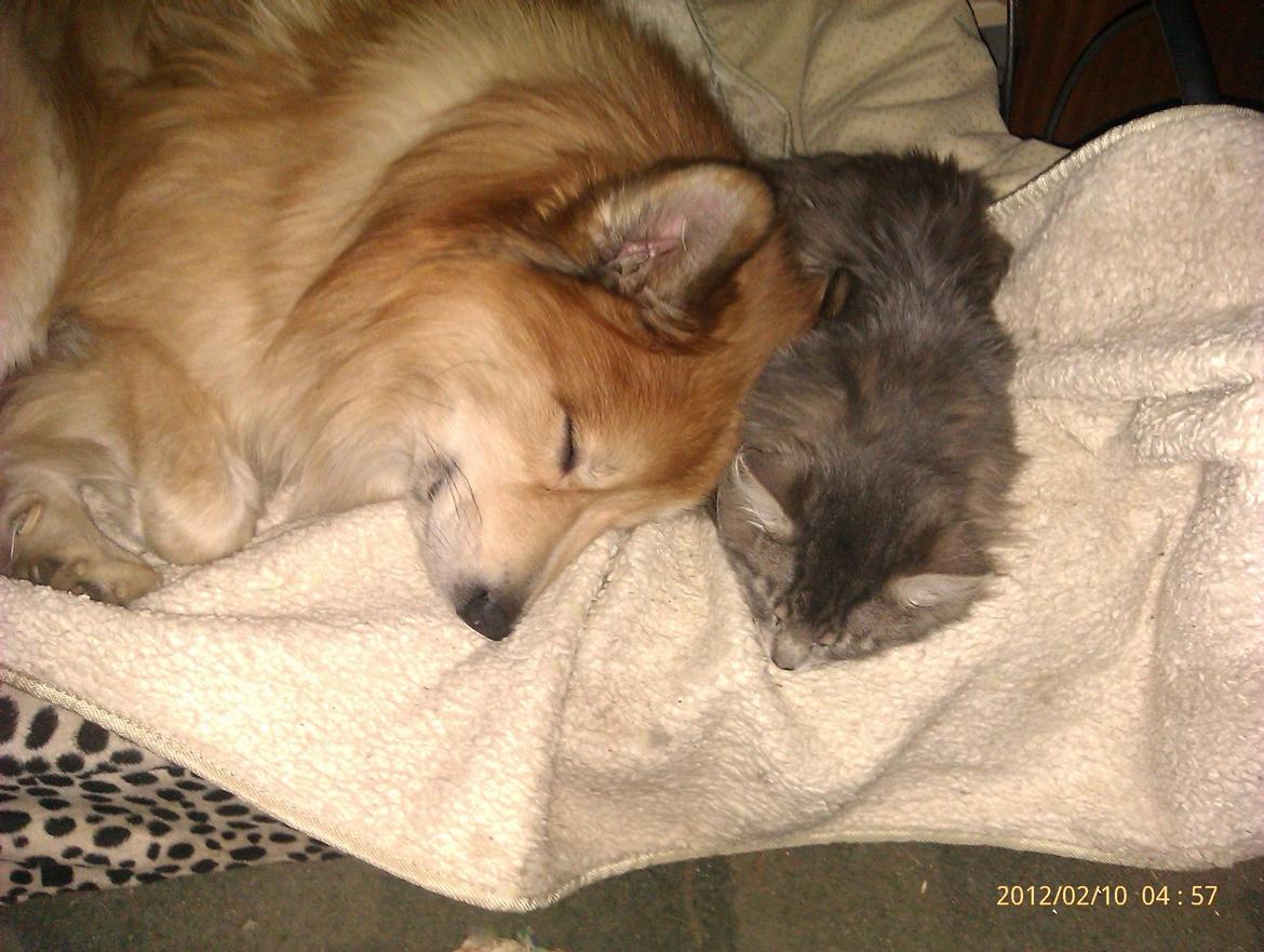 Blanding af racer Leo billede 7