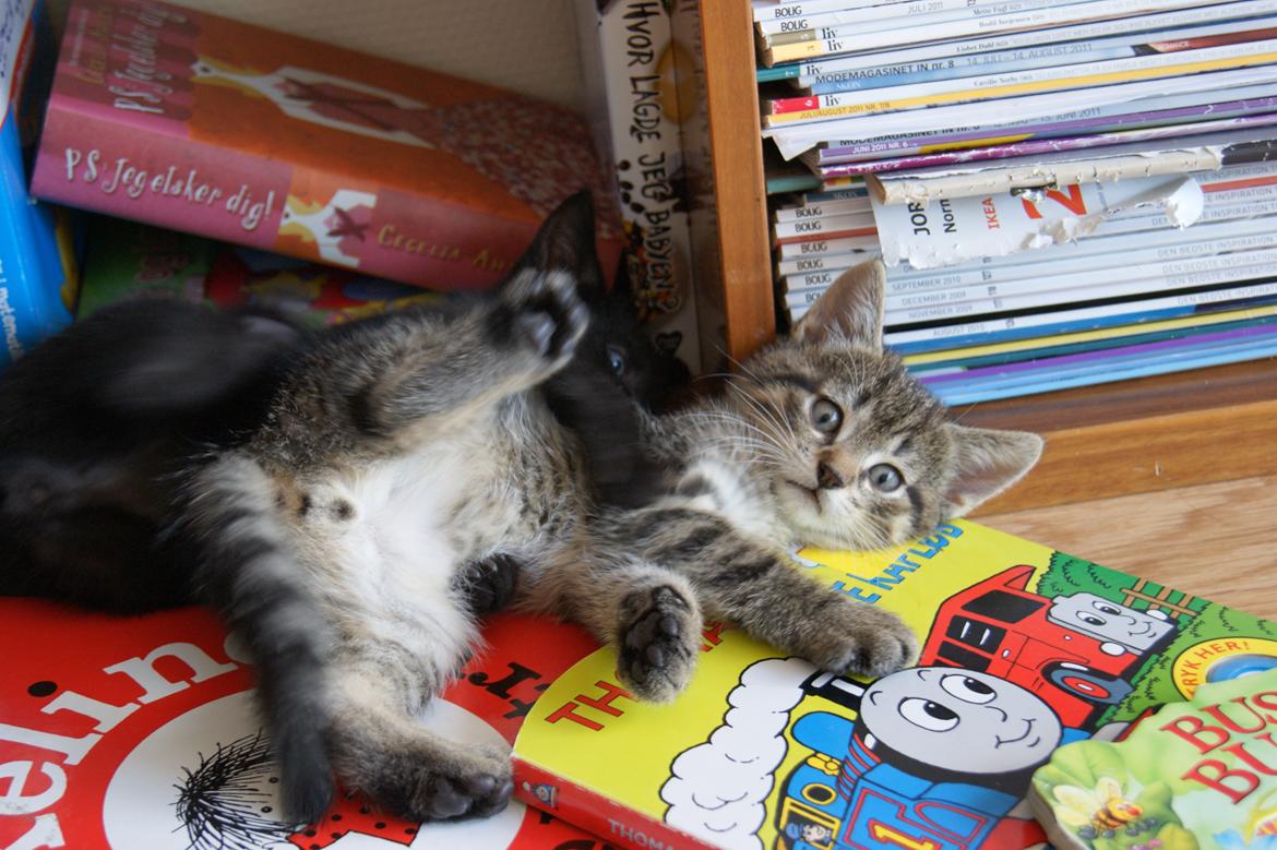Huskat Peanut - Banditter! billede 12