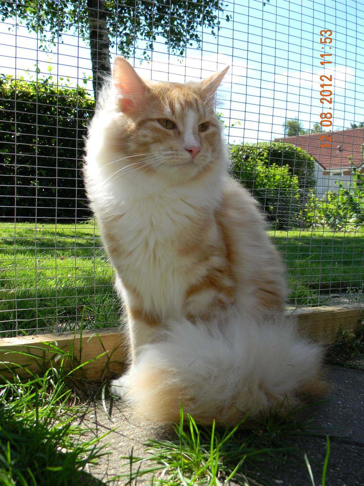 Norsk Skovkat CH Prinz Tjorven of Stellenbosch*D billede 26