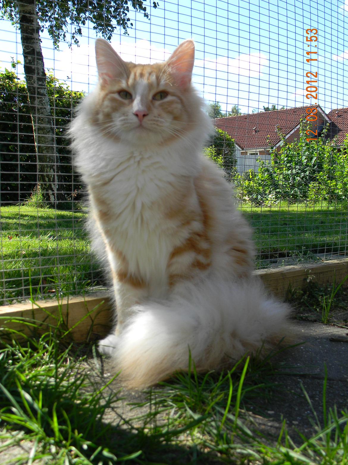 Norsk Skovkat CH Prinz Tjorven of Stellenbosch*D billede 27