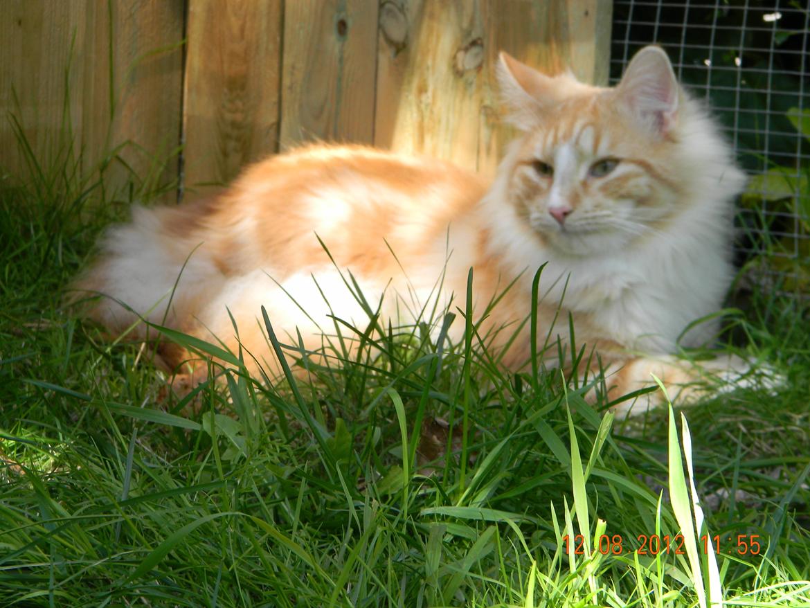 Norsk Skovkat CH Prinz Tjorven of Stellenbosch*D billede 31