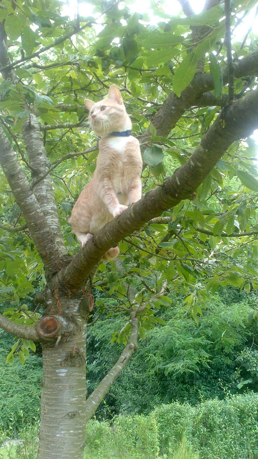 Huskat rødmis billede 1