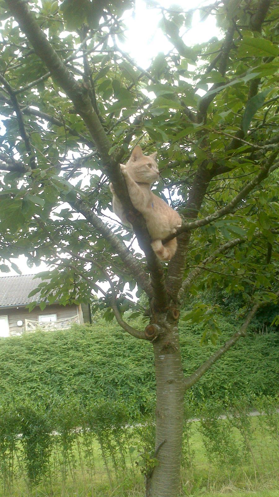 Huskat rødmis billede 2