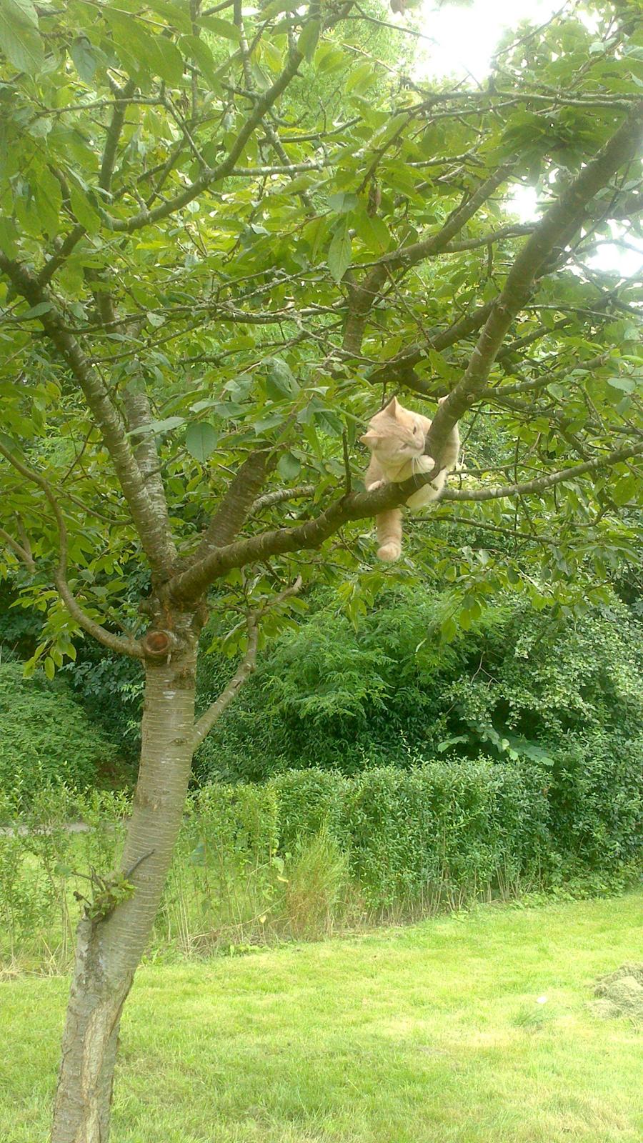 Huskat rødmis billede 3