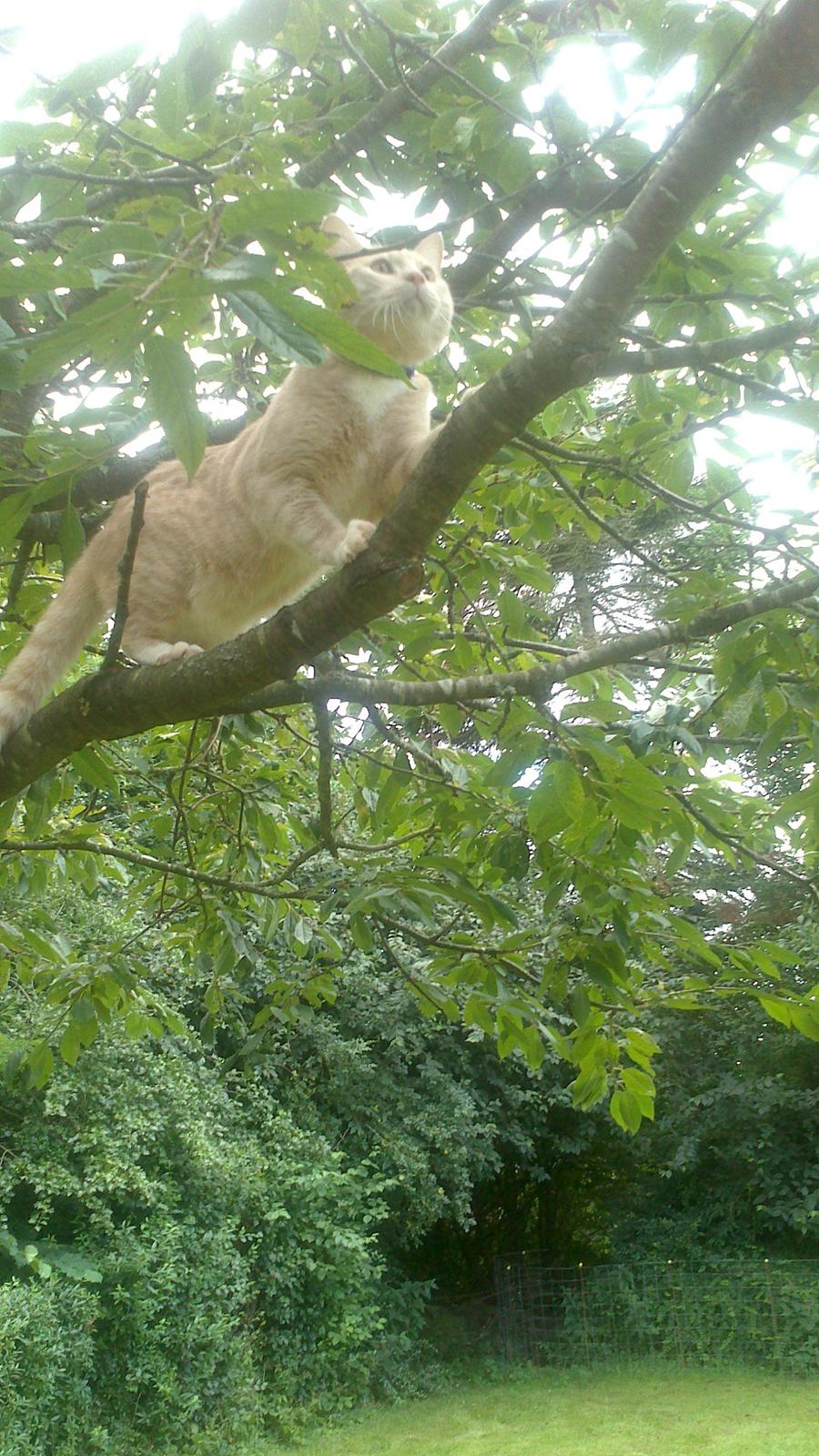 Huskat rødmis billede 4