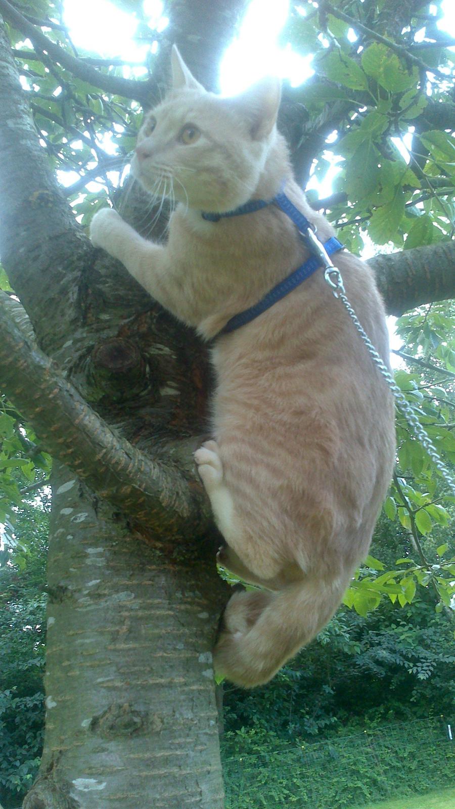 Huskat rødmis billede 5