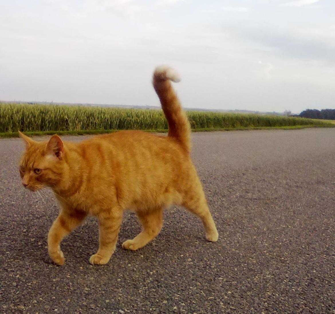 Huskat Bamse billede 10