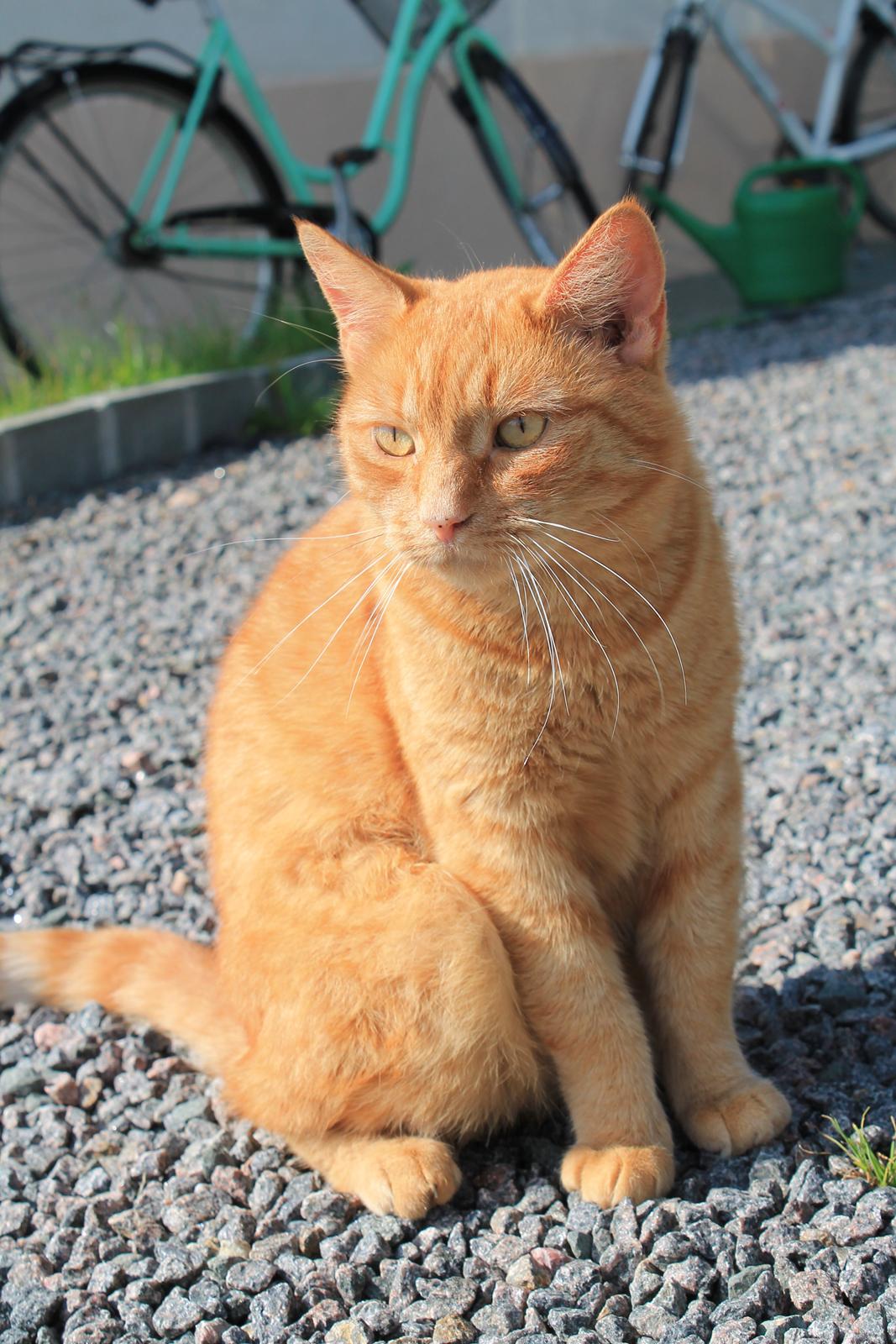 Huskat Bamse billede 11