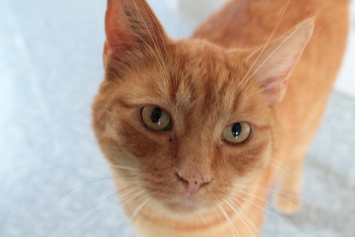 Huskat Bamse billede 12