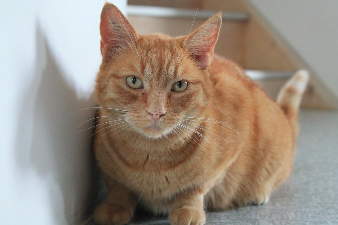 Huskat Bamse billede 13